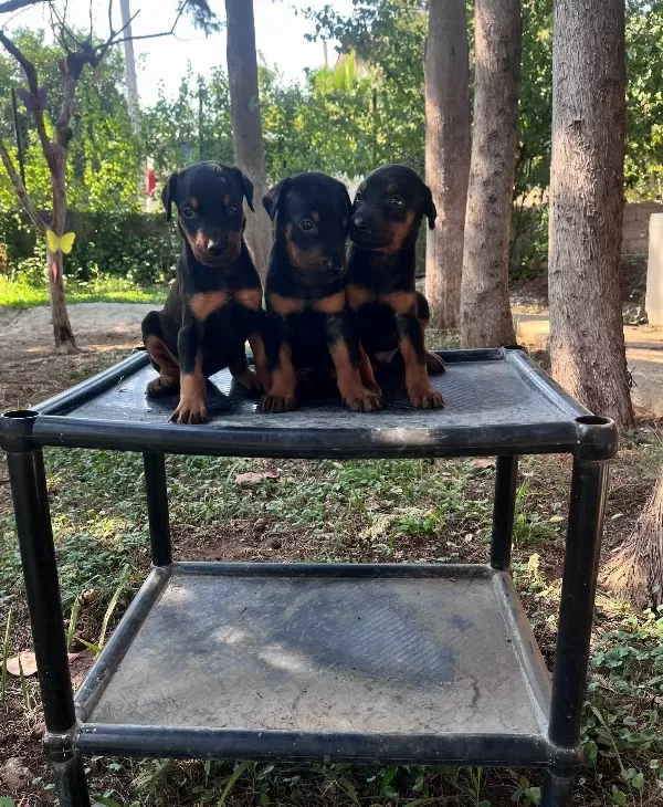 Kızıl Ve Siyah King Dobermanlarimiz
