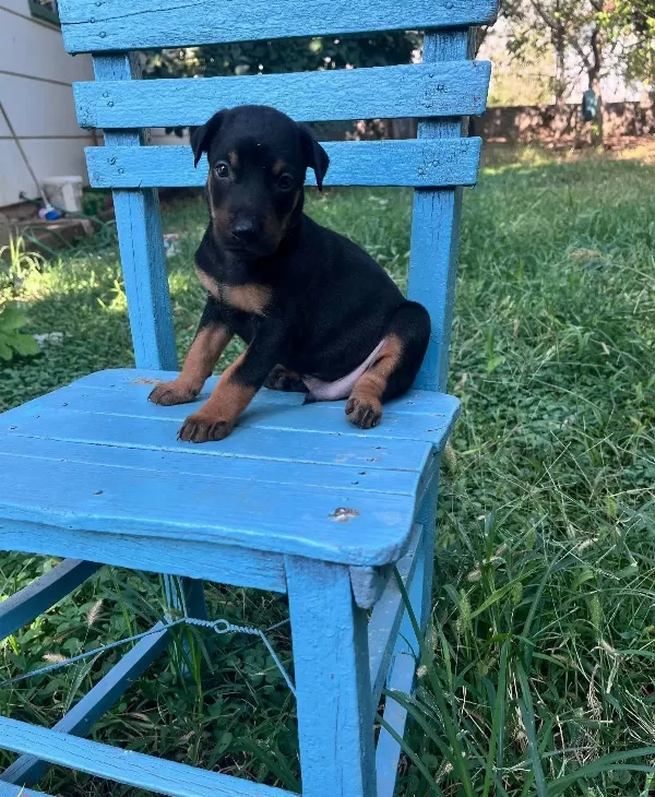 Kızıl Ve Siyah King Dobermanlarimiz
