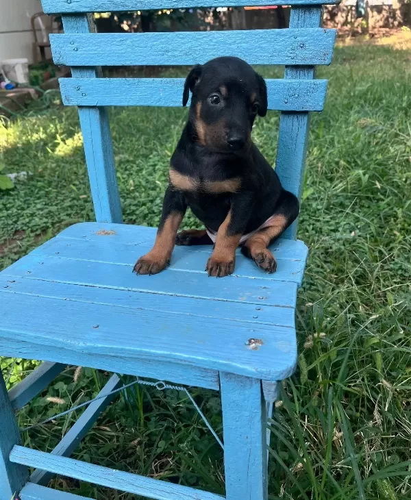 Kızıl Ve Siyah King Dobermanlarimiz