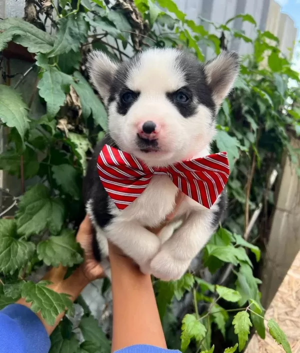 Safkan Irk Garantili Husky Yavrular