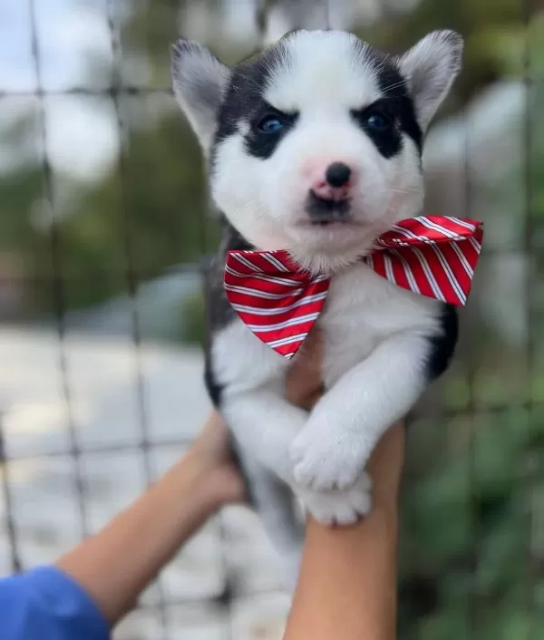 Safkan Irk Garantili Husky Yavrular