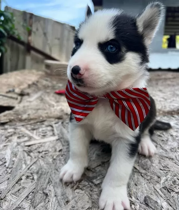 Safkan Irk Garantili Husky Yavrular