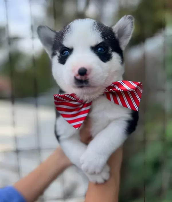 Safkan Irk Garantili Husky Yavrular