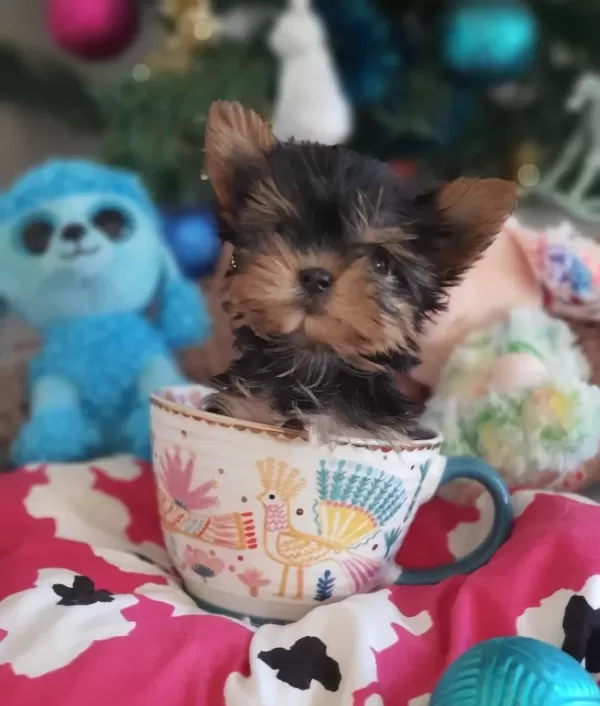 Teacup Yorkshire Prensesler