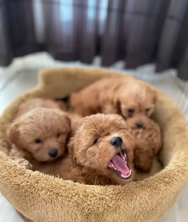 Poodle Degil Maltipoo
