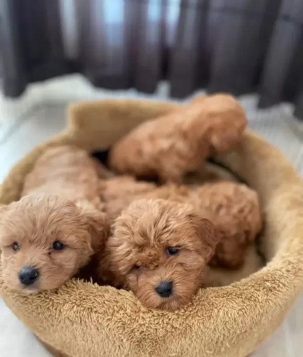 Poodle Degil Maltipoo