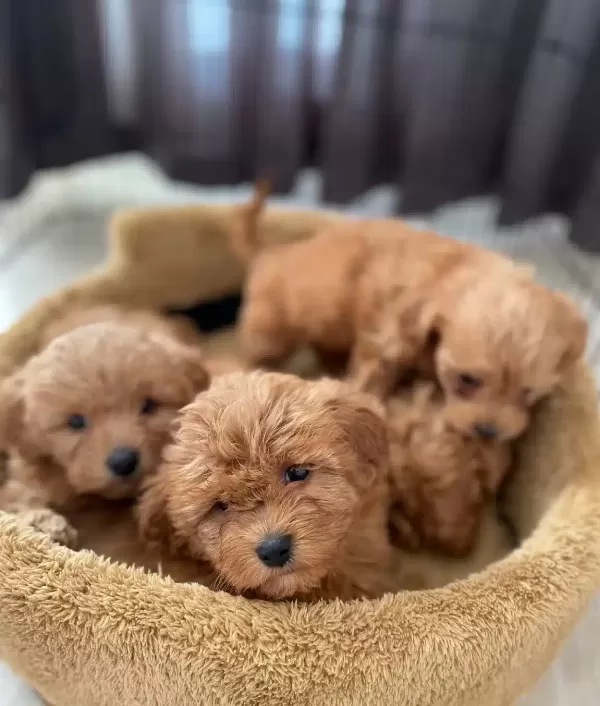 Poodle Degil Maltipoo