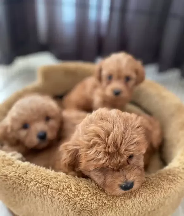 Poodle Degil Maltipoo
