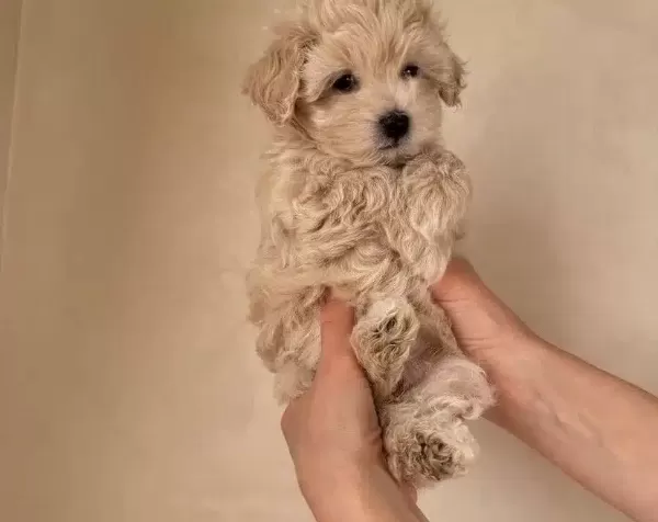 Poodle Degil Maltipo Yavrularımız