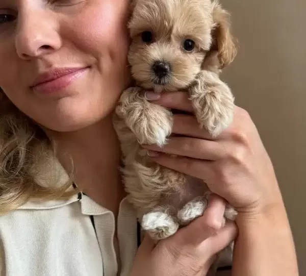 Poodle Degil Maltipo Yavrularımız