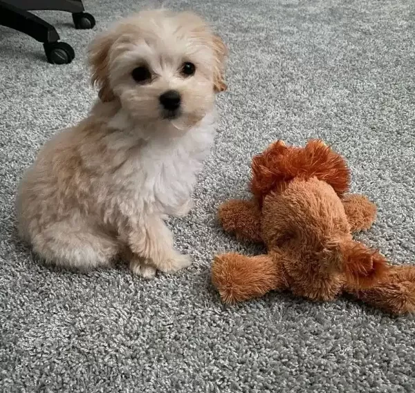 Poodle Degil Maltipo Yavrularımız