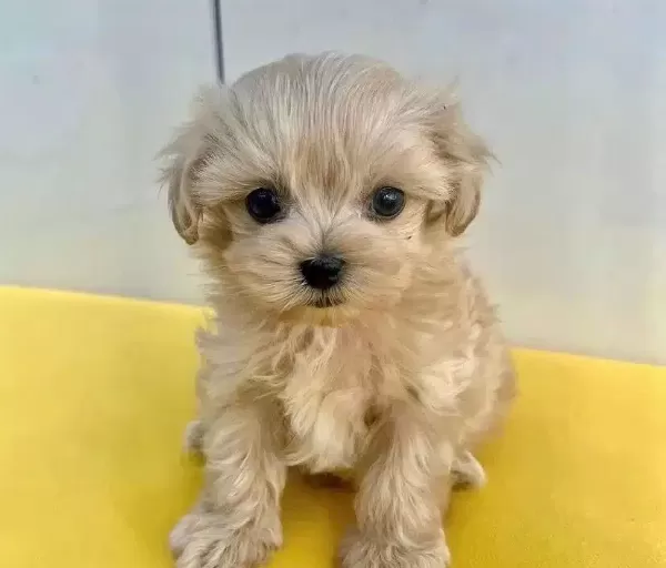 Poodle Degil Maltipo Yavrularımız