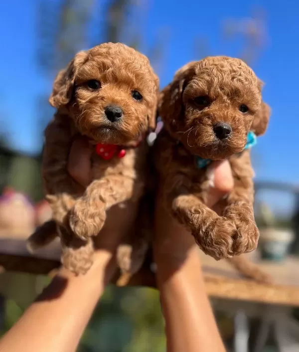 Cicek Gibi Poodle Bebeklerimiz