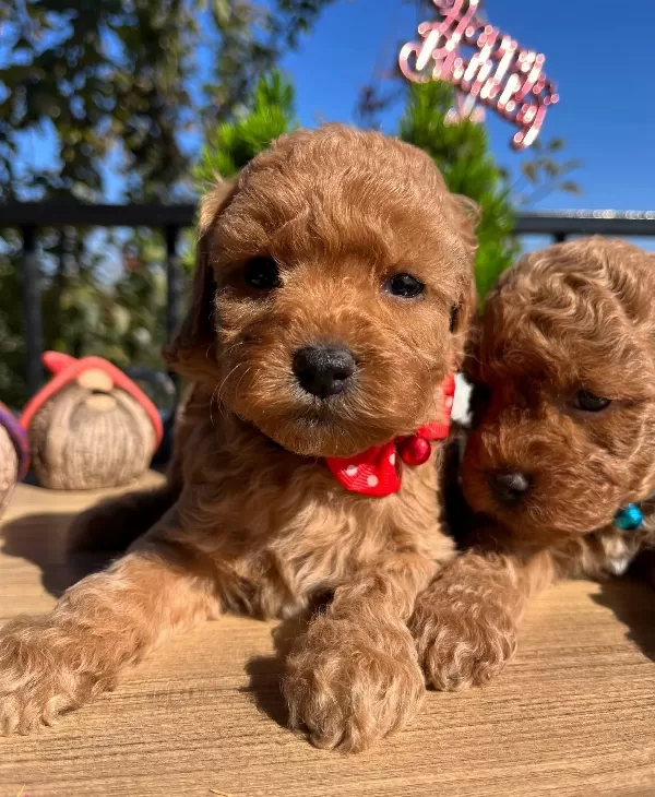 Cicek Gibi Poodle Bebeklerimiz