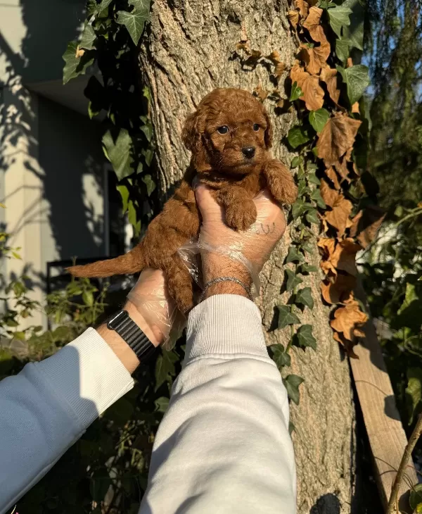 Tea Cup Toy Poodle Bebeklerimiz