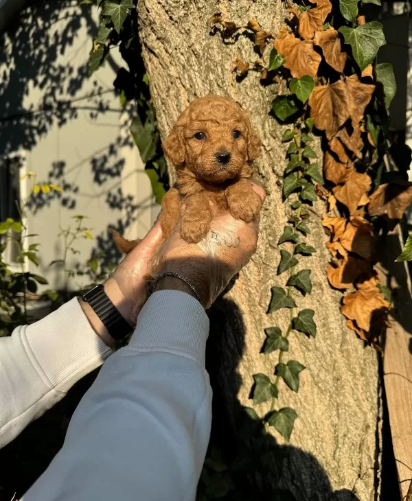 Tea Cup Toy Poodle Bebeklerimiz