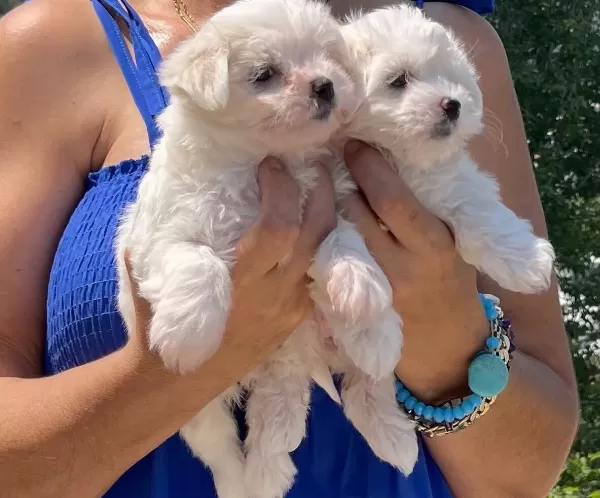 Maltese Terrier Yavrular