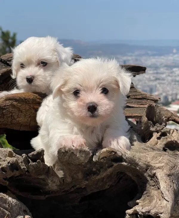 Maltese Terrier Yavrular