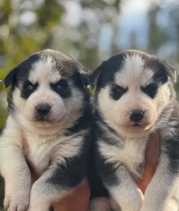 Mavi Gozlu Husky Yavruları