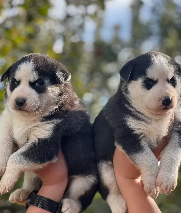 Mavi Gozlu Husky Yavruları