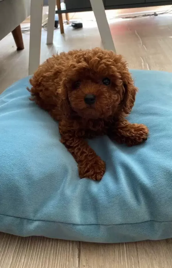 Toy Poodle Bebeklerimiz