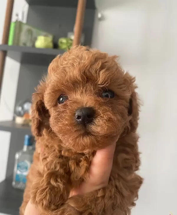 Toy Poodle Bebeklerimiz