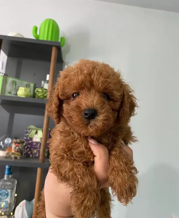 Toy Poodle Bebeklerimiz