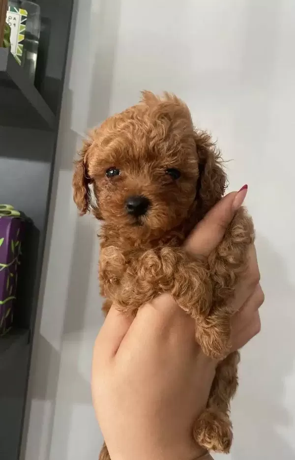 Toy Poodle Bebeklerimiz