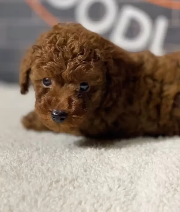 Minyatür Poodle Red Brown Erkek