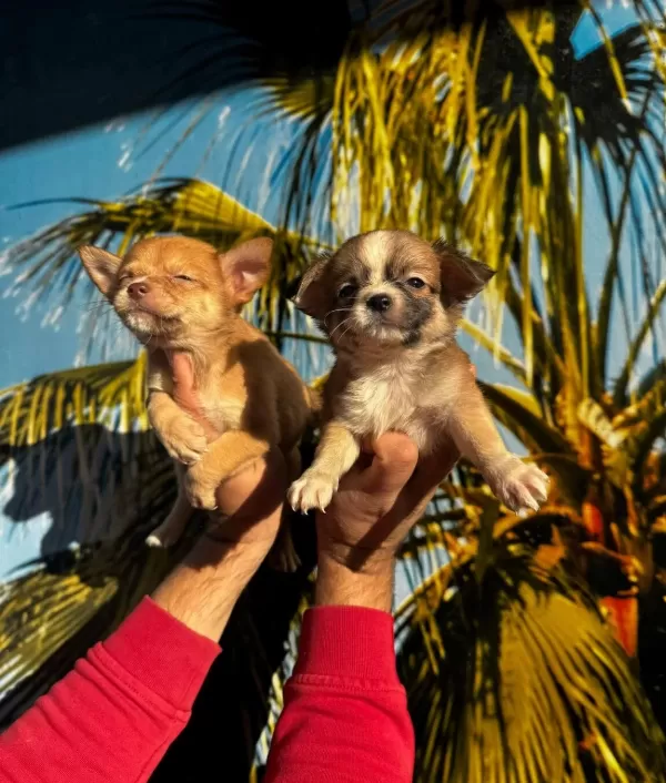 Elma Kafa Mini Chihuahua