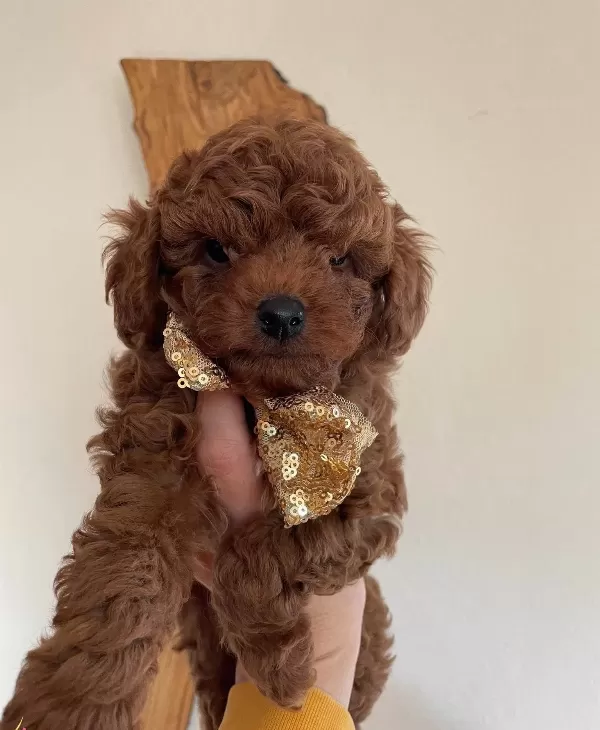 Bebek Surat Toy Poodle Yavrular