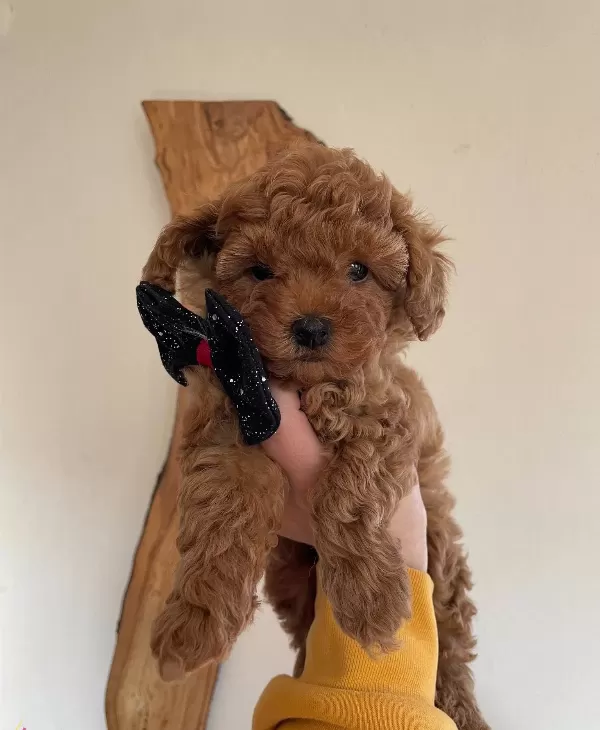 Bebek Surat Toy Poodle Yavrular
