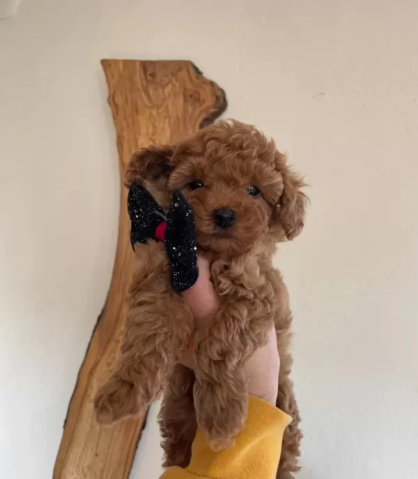 Bebek Surat Toy Poodle Yavrular