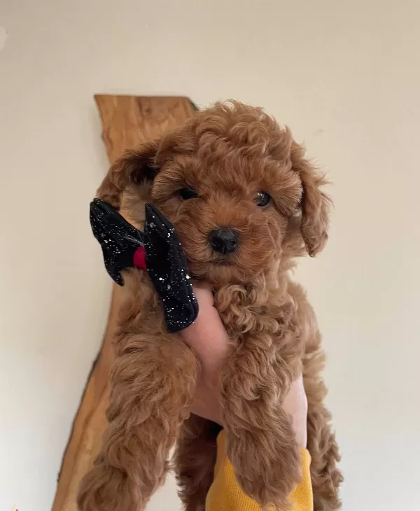 Bebek Surat Toy Poodle Yavrular
