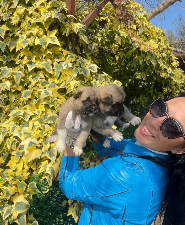 Akita Uni Yavrularım Sağlık Ve Irk Garantilidir
