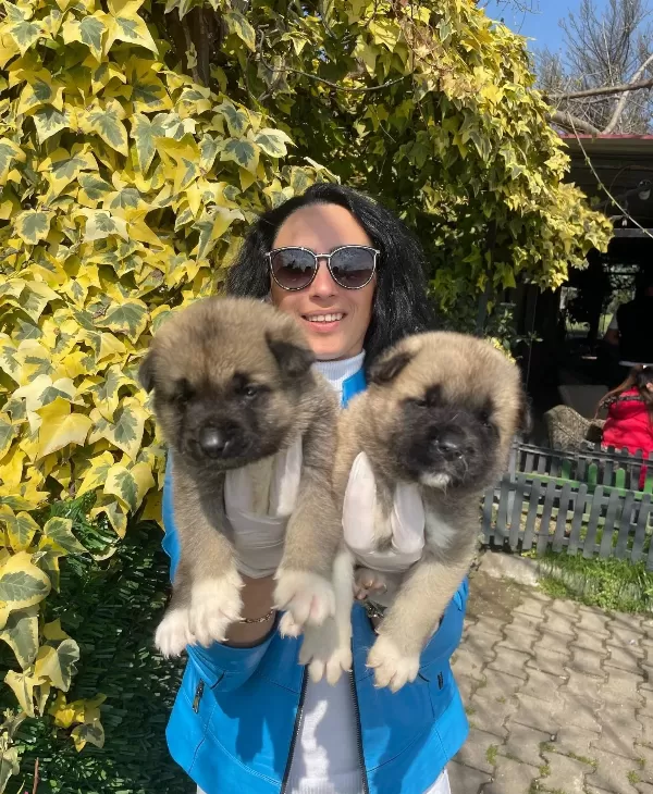 Akita Uni Yavrularım Sağlık Ve Irk Garantilidir