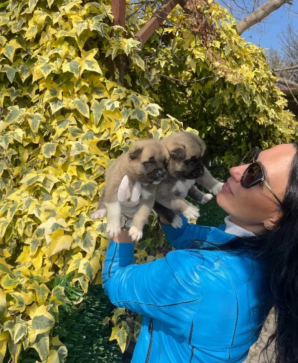 Akita Uni Yavrularım Sağlık Ve Irk Garantilidir