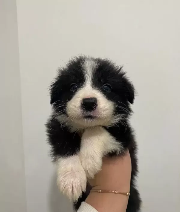 Border Collie Bebekler