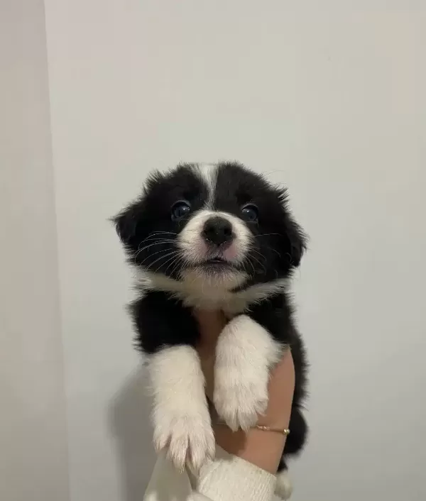 Border Collie Bebekler