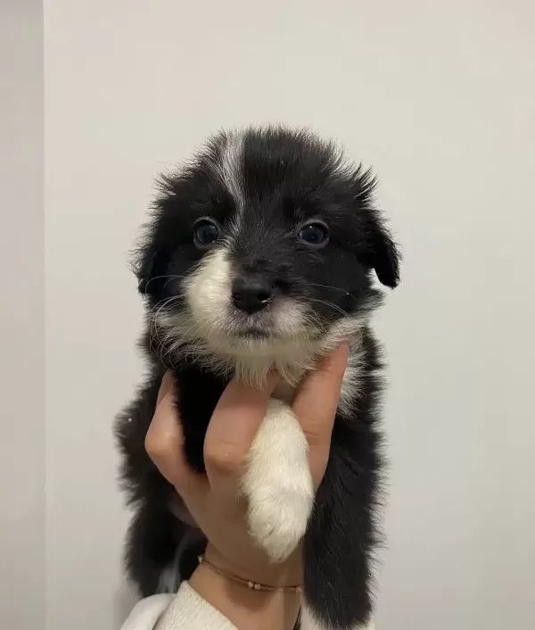 Border Collie Bebekler