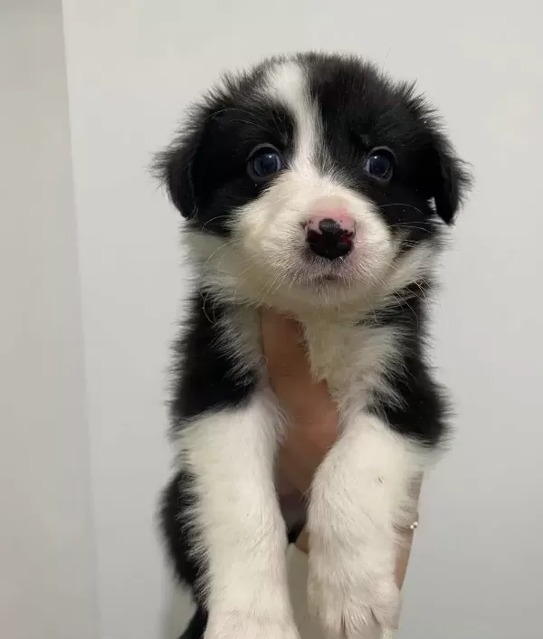 Border Collie Bebekler