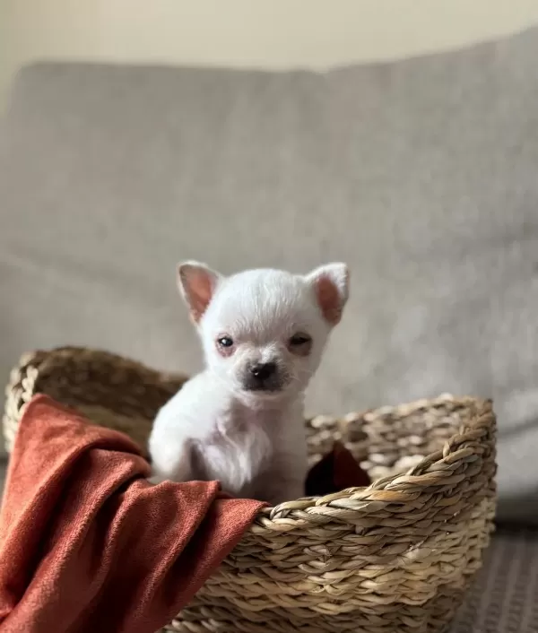 Orijinal Kilo Garantili Elma Surat Chihuahua Bebeklerim