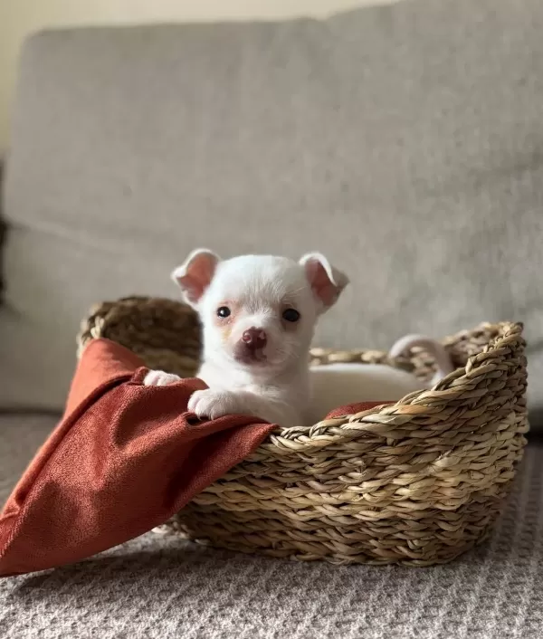 Orijinal Kilo Garantili Elma Surat Chihuahua Bebeklerim