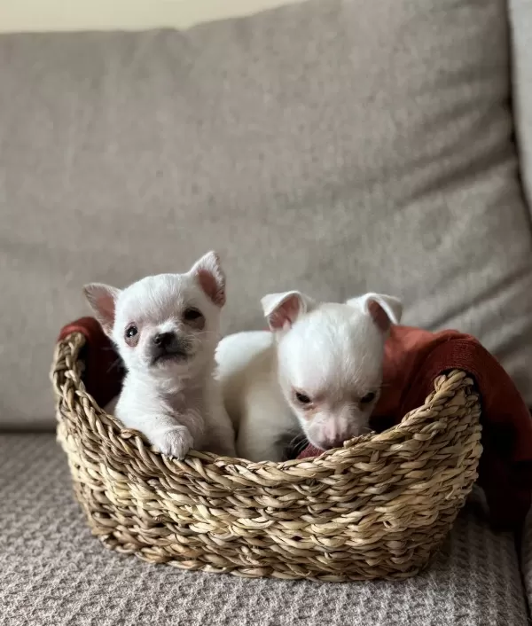 Orijinal Kilo Garantili Elma Surat Chihuahua Bebeklerim