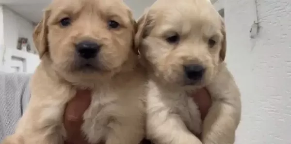 Golden Retriever Bebekler