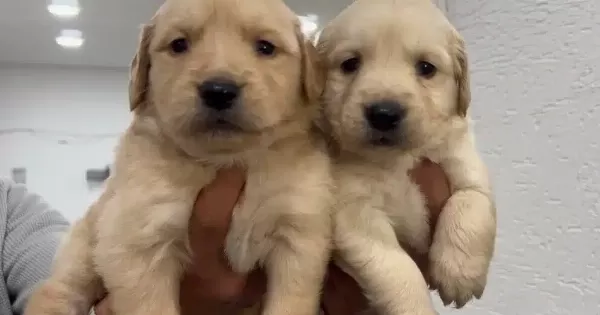 Golden Retriever Bebekler