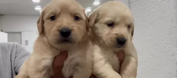 Golden Retriever Bebekler