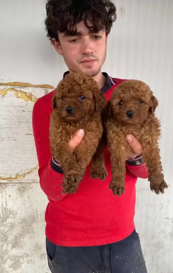 Koyu Renk Toy Poodle Yavrular