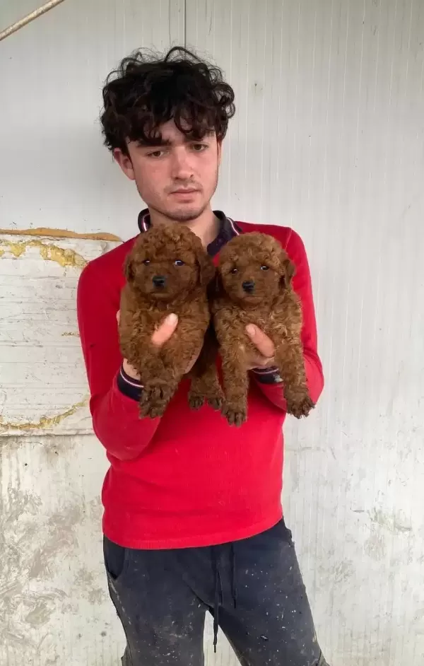 Koyu Renk Toy Poodle Yavrular