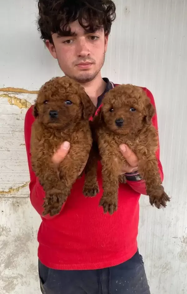 Koyu Renk Toy Poodle Yavrular